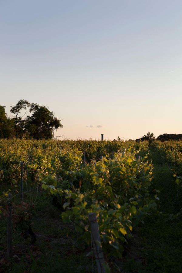Gite De L'Oppidum Rochecorbon Exteriör bild