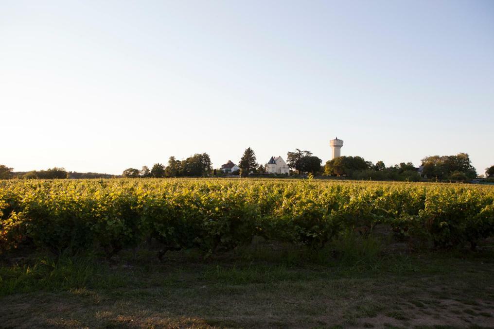 Gite De L'Oppidum Rochecorbon Exteriör bild